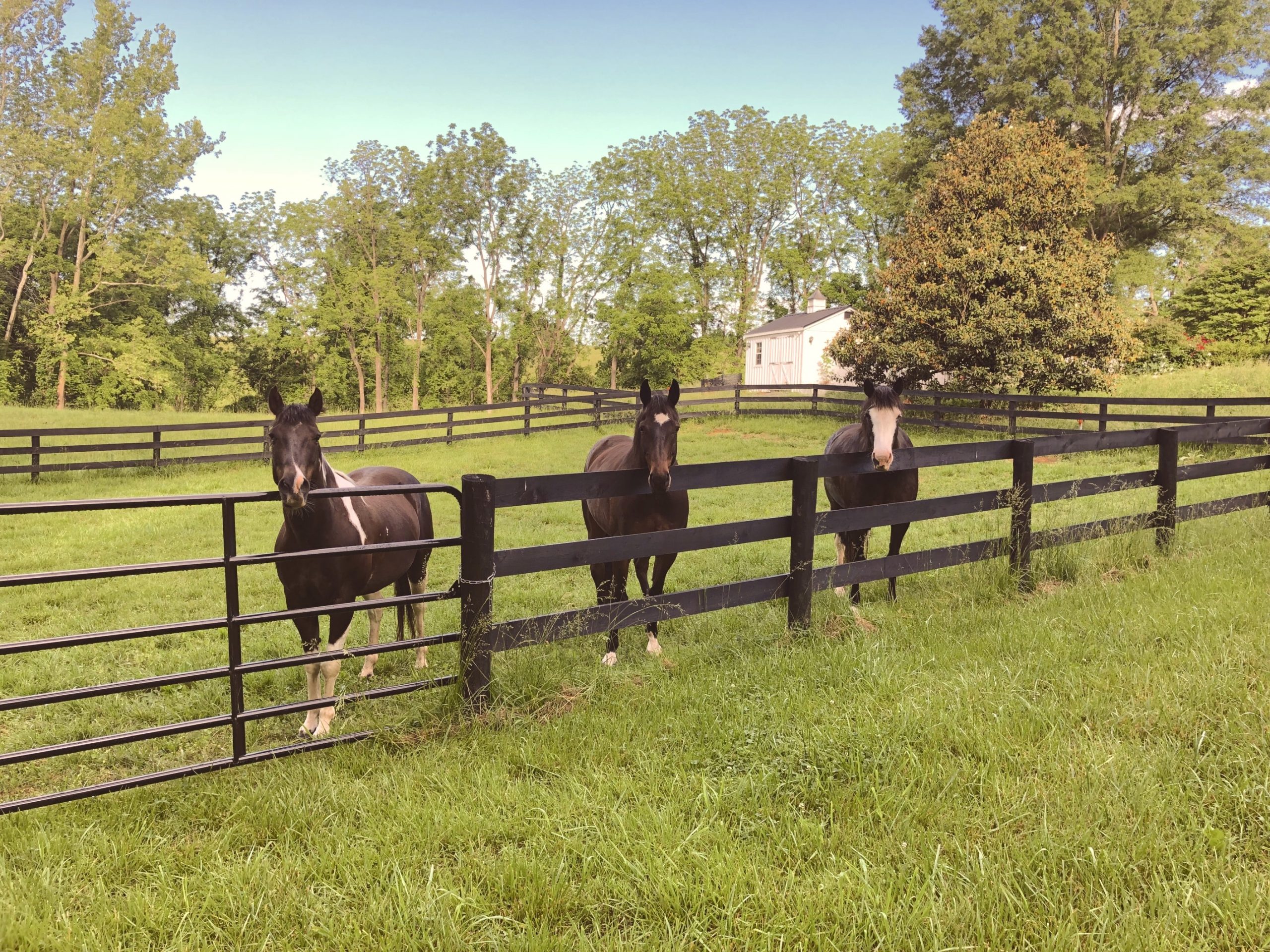 Horses in field